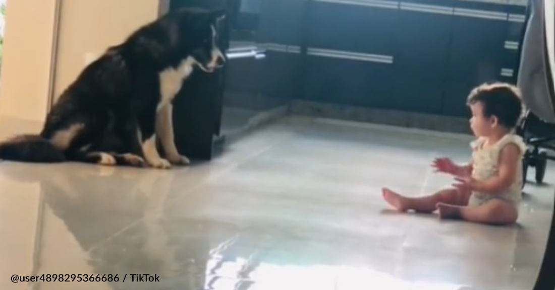 Caring Dog Carefully Watches Over Crawling Baby