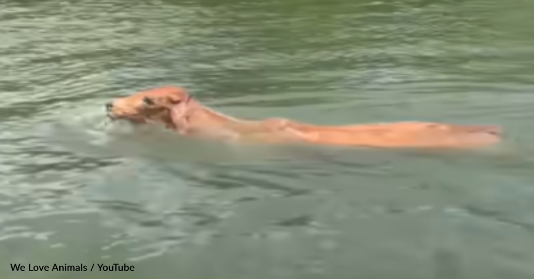 Friends Work Together to Rescue Cow Trapped in Deep Lake