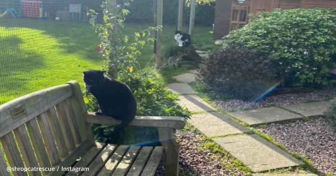 Shelter Houses Old Cats in "Luxury" Retirement Village