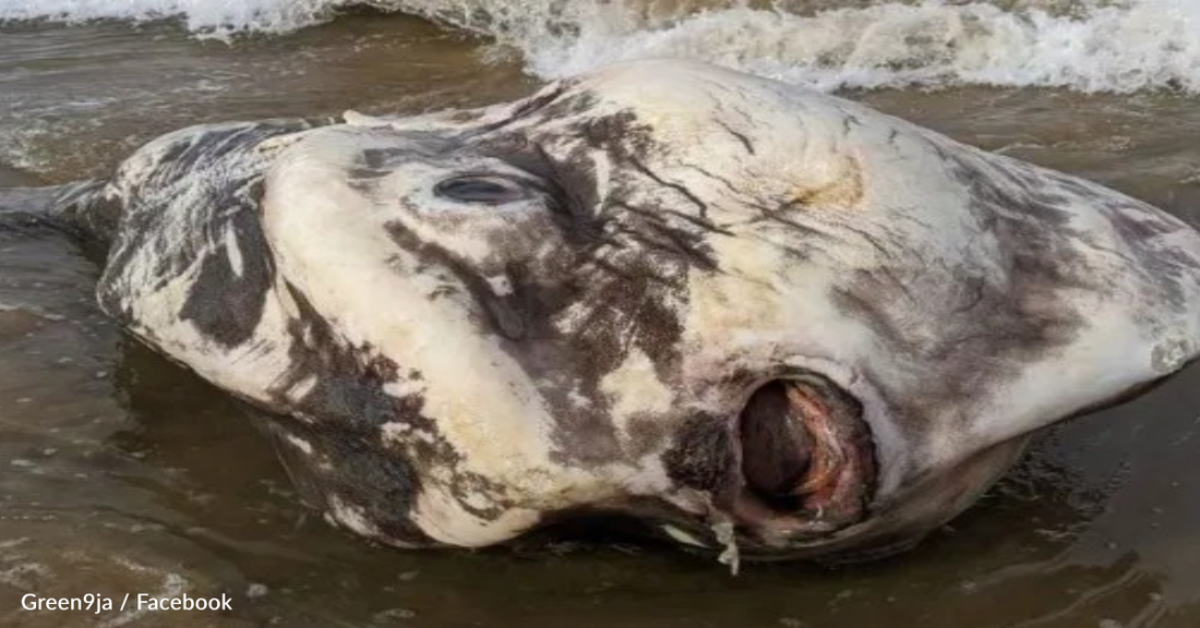 Tourists Discover "Alien" Fish Washed Up On Australian Beach