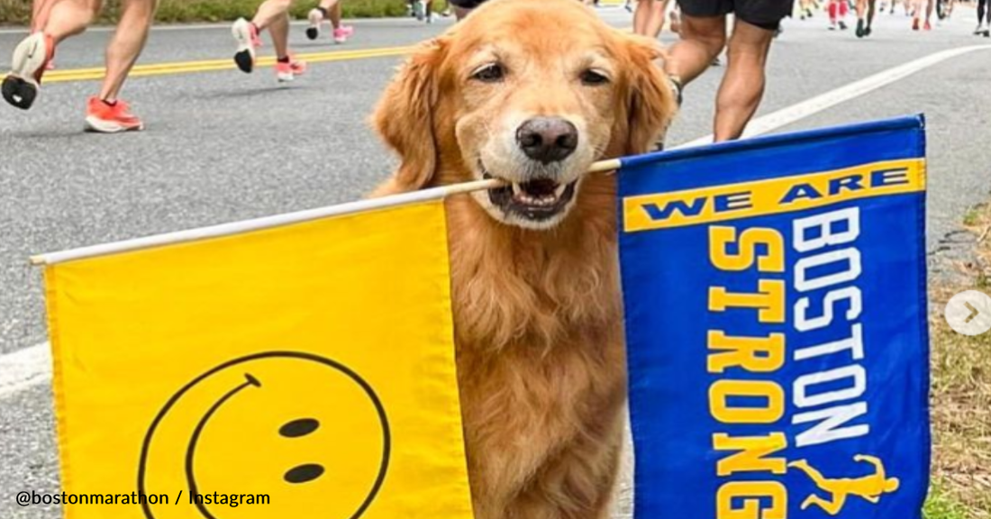 Over 100 Golden Retrievers To Honor Spencer The Boston Marathon Dog Before The Race