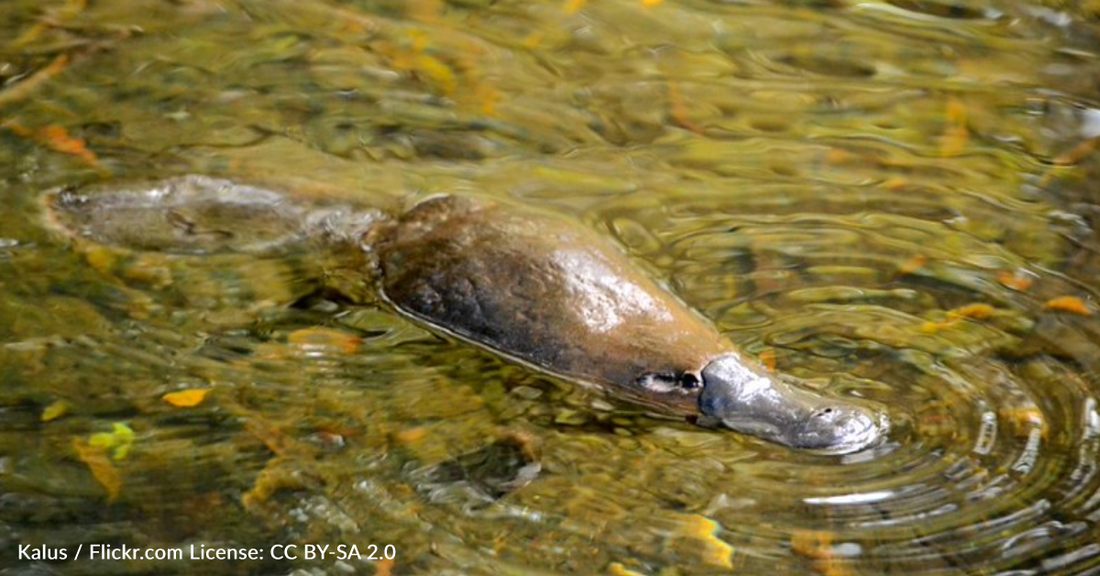 Police Charge Man For Taking A Wild Platypus On A Train Ride