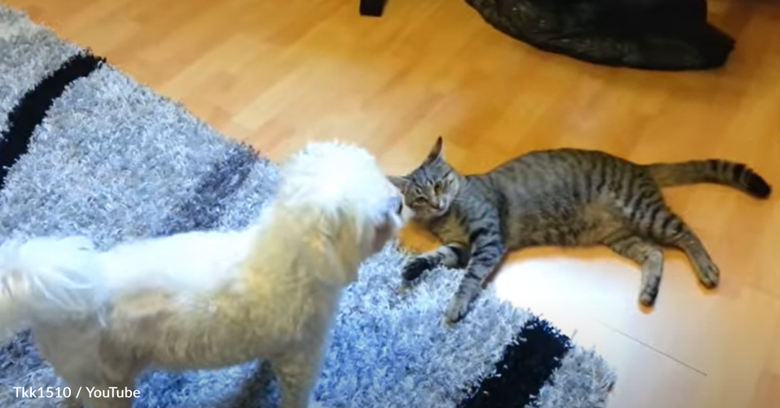 Curious Dog Reacts To Seeing Kittens For The Very First Time