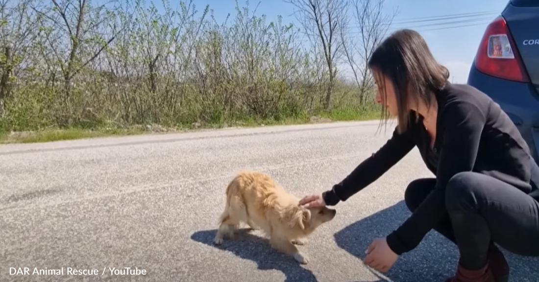 Rescuers Find Sick Dog Stranded On The Road And Offer Her A Fresh Start To Life