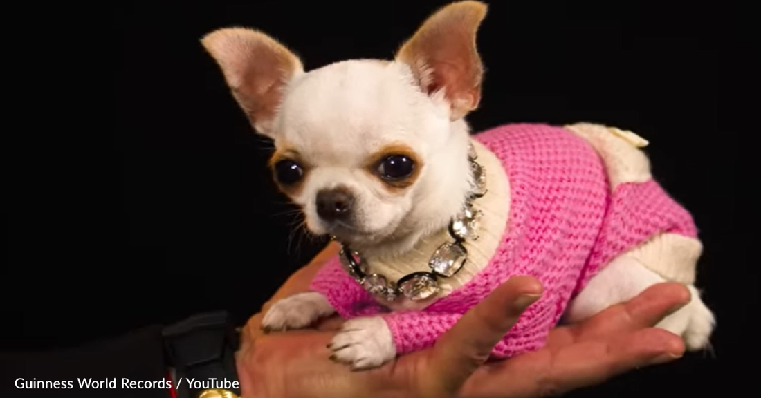 Meet The World's Shortest Dog – 3.59 Inches Tall