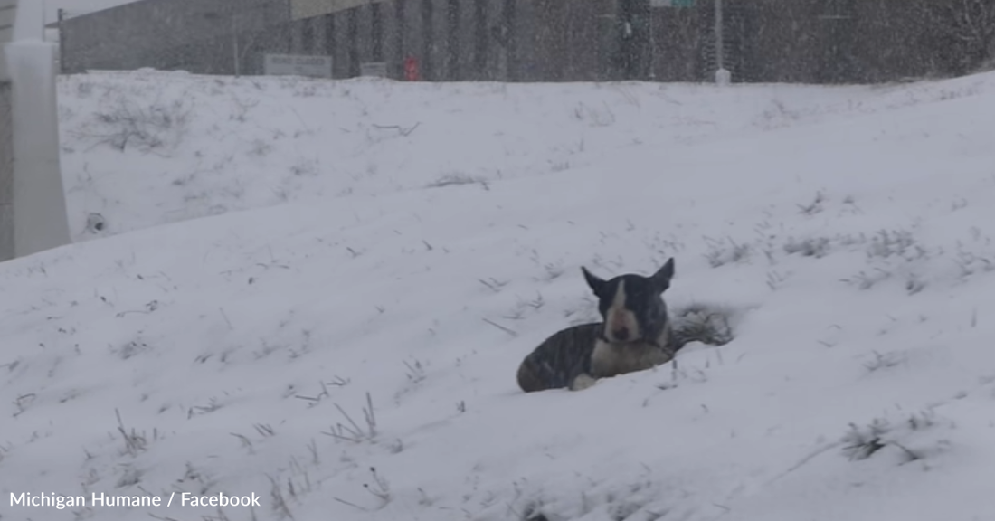 Rescuers Save Bull Terrier Found In The Snow Along Michigan Highway