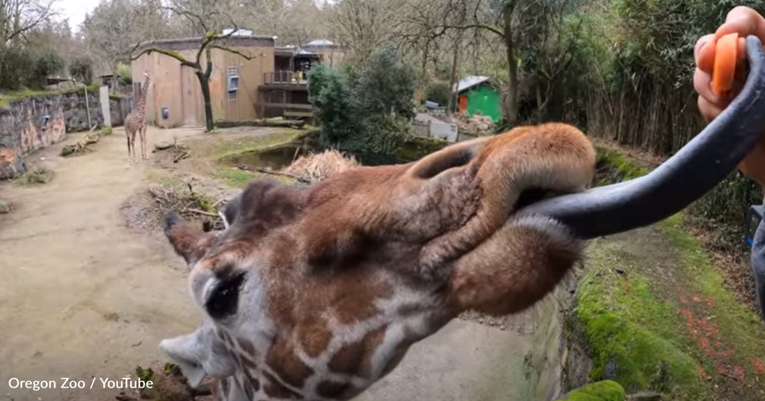 Why Giraffes Have Such Long Tongues