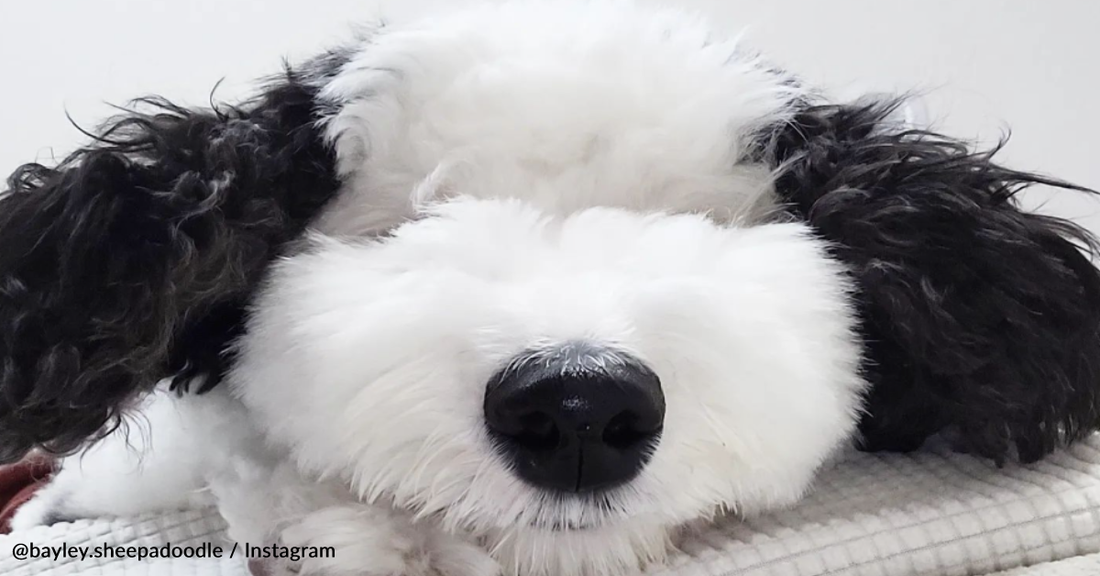 Snoopy's Real-Life Lookalike Is Taking Over The Internet