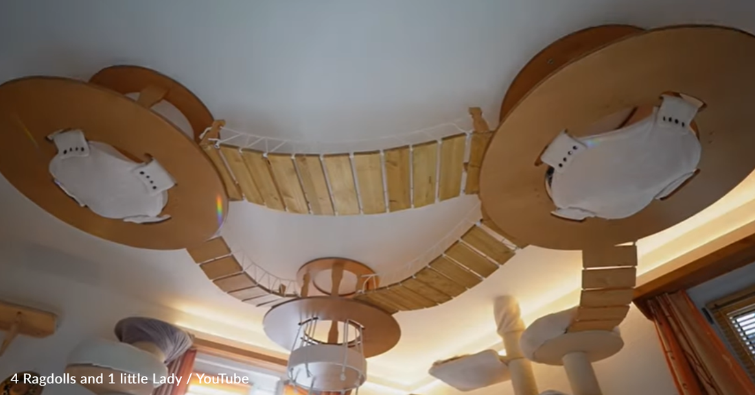 Woman Builds "Cat Ceiling Heaven" For Five Cats Living In A Small Home