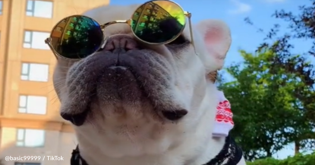 Meet 'Tony Dawg' – The French Bulldog That Loves To Skateboard