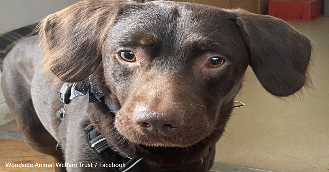 Shelter Staff Heartbroken Over Alcoholic Dog Suffering From Withdrawal