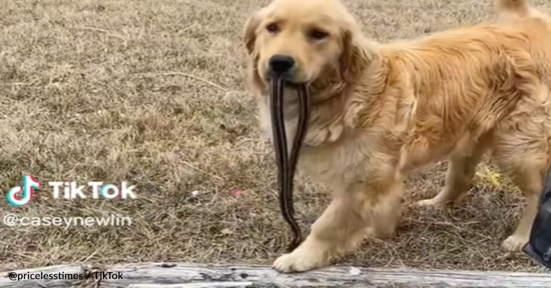 Proud Golden Retriever Brings Mom A 3-Foot Snake As A Gift