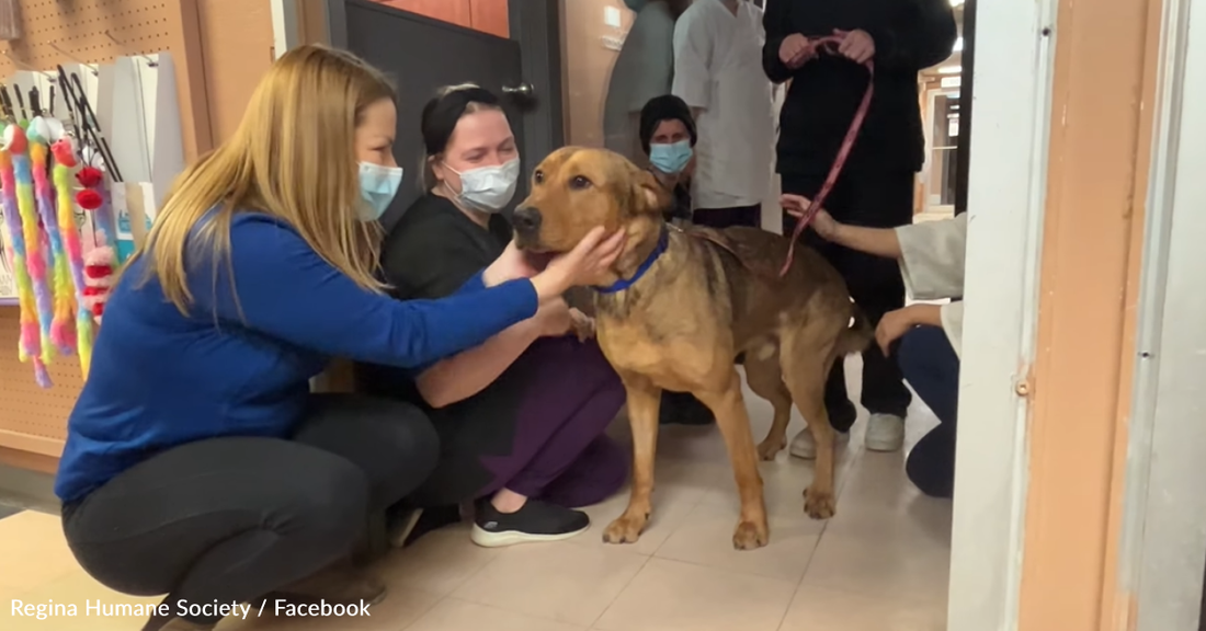 Longtime Shelter Dog Gives Sweet Kisses To Rescue Staff Before Finally Going Home