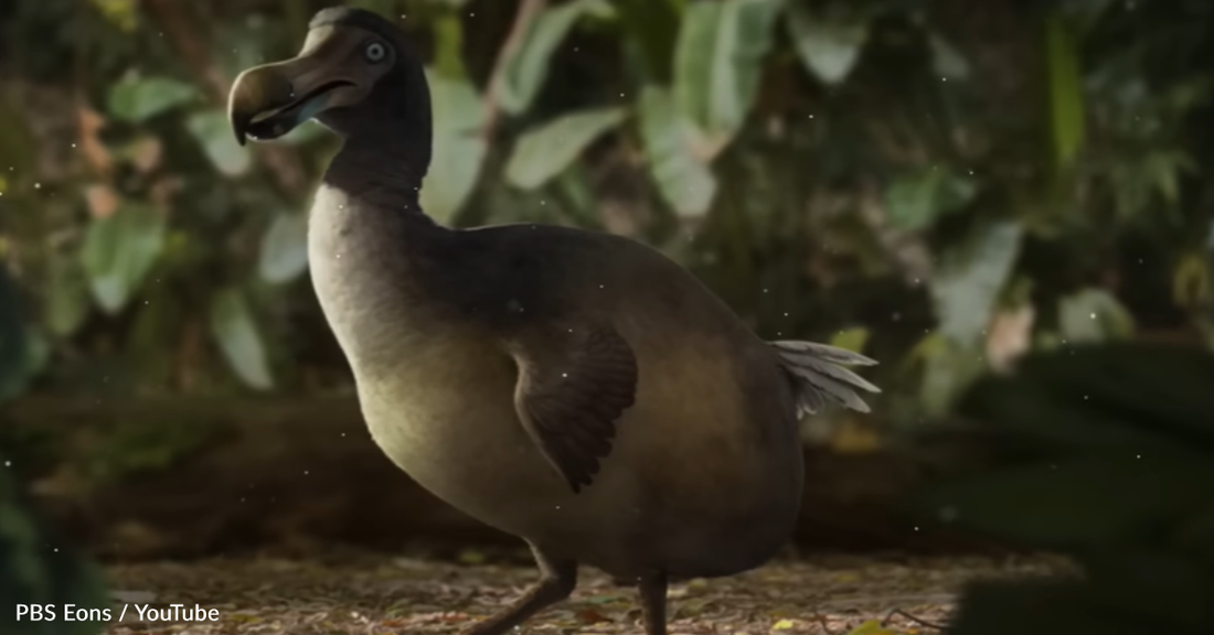 The Little Known History Of The Dodo Bird