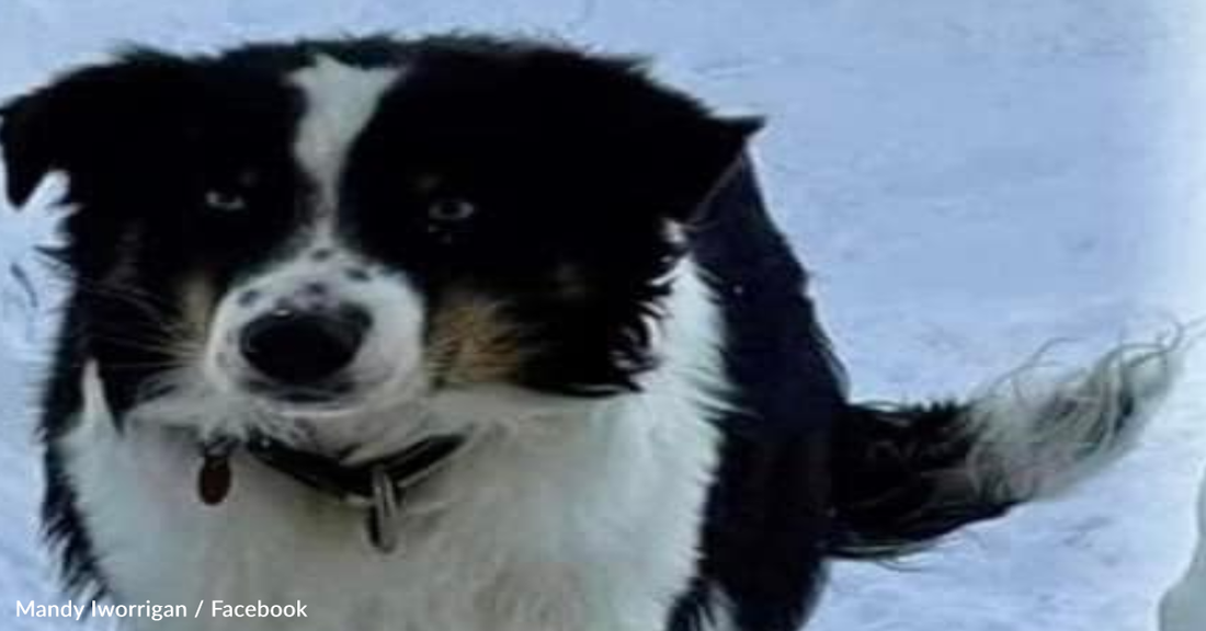 Lost Dog Spends A Month Traveling 166 Miles Over Sea Ice To Neighboring Town In Alaska