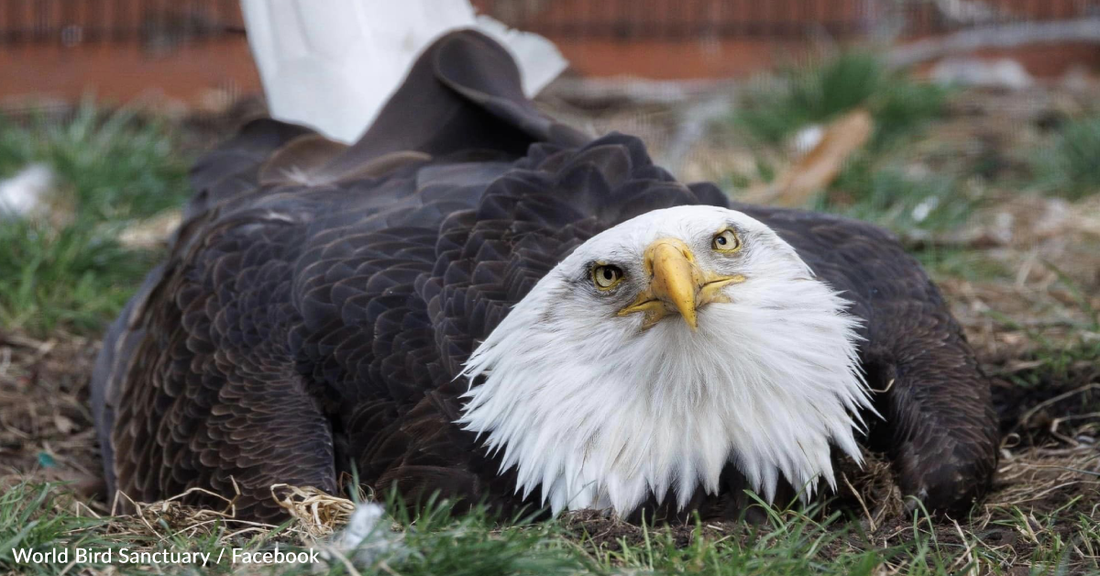 Sanctuary Gives Orphaned Chick To Male Bald Eagle Attempting To Hatch A Rock