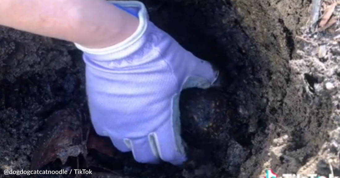 Family Unburies Box Turtles That Spent 5 Months Underground