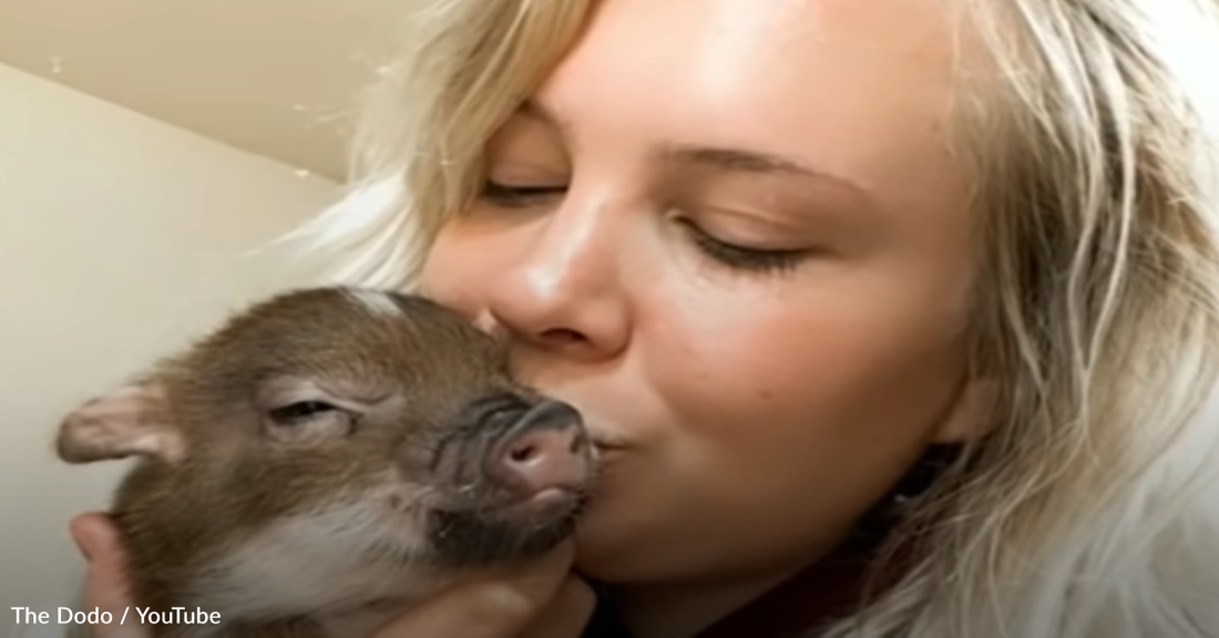 Tiny Rescue Piglet Gets Mad When Her Foster Mom Stops Giving Her Kisses