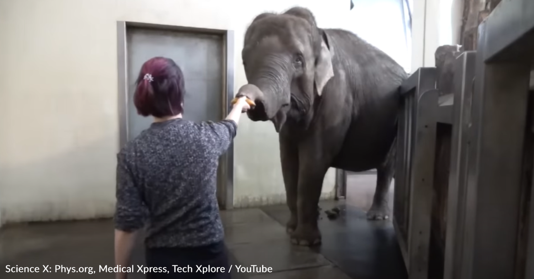 Clever Elephant Teaches Herself How To Peel Bananas