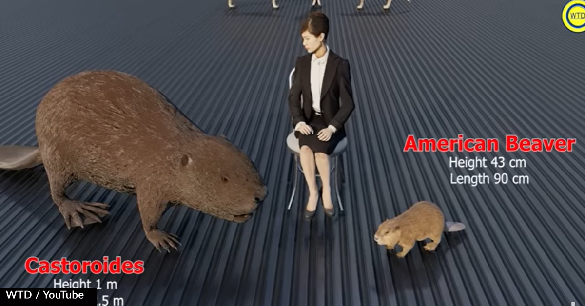 Video Shows Size Comparison Of Animals And Their Extinct Counterparts ...