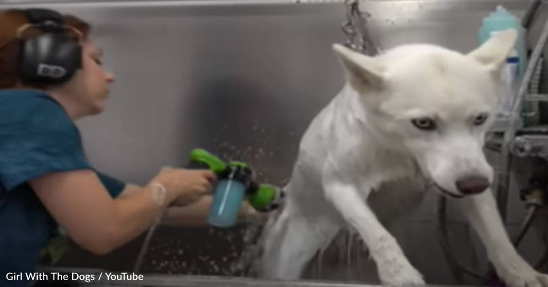 Groomer Shares What It's Like To Give Tantrum-Throwing Husky A Bath