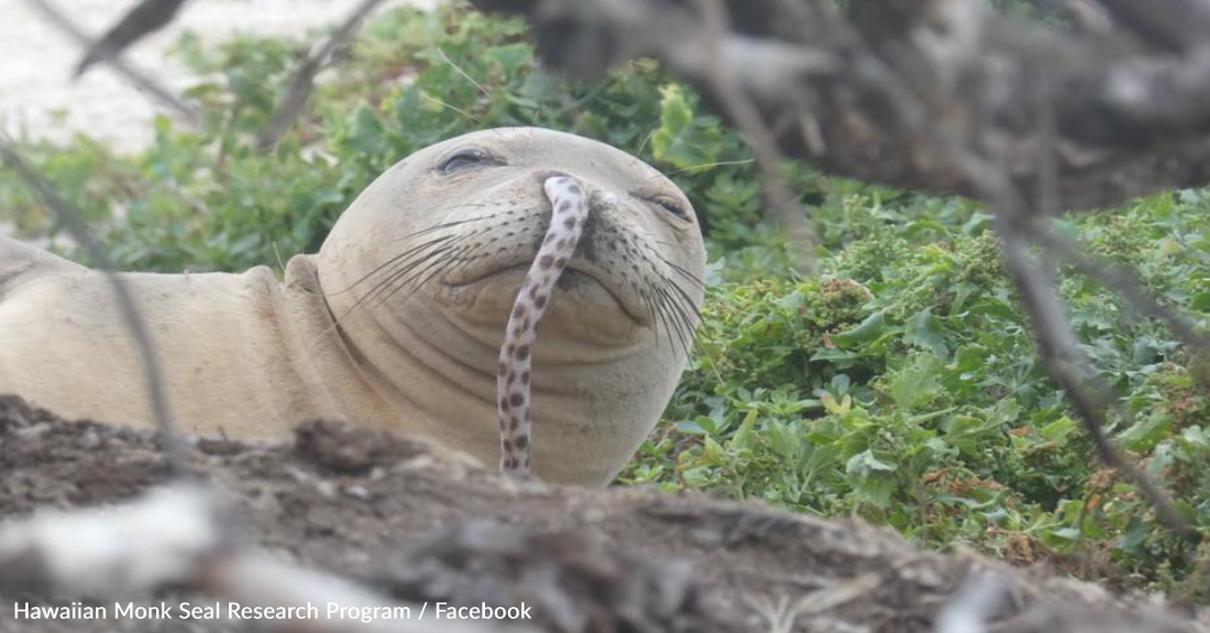 Endangered Hawaiian Monk Seals Are Getting Eels Stuck Up Their Noses