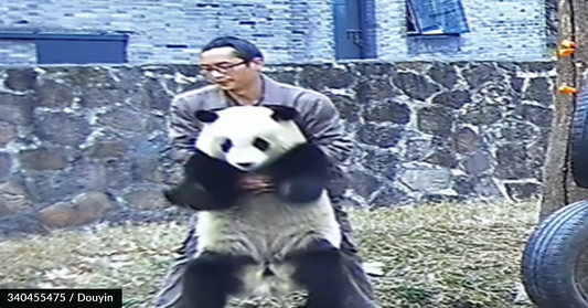 Zookeeper Uses The Heimlich Maneuver To Save Giant Panda Choking On Carrot