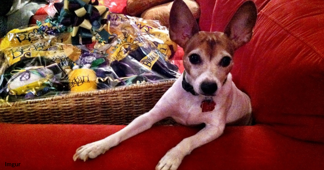 Little Rescue Dog Discovers "Beggin Strips" For The First Time