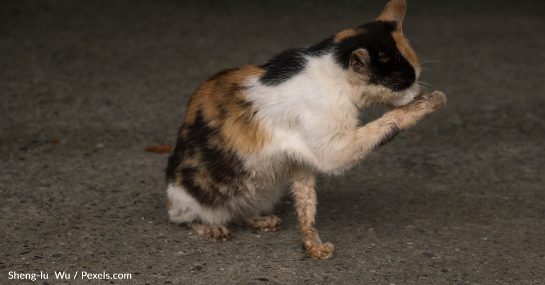 New Zealand Cat Hunting Competition For Kids Scrapped After Global Backlash