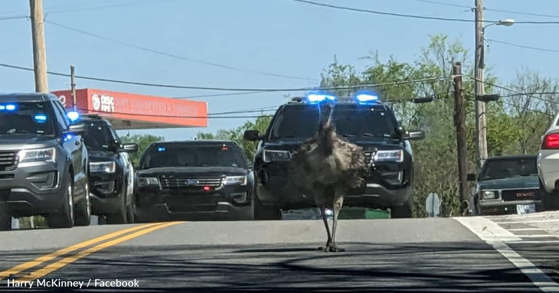 Escaped Emu Leads Police On 20-Mile Chase Around Tennessee Town