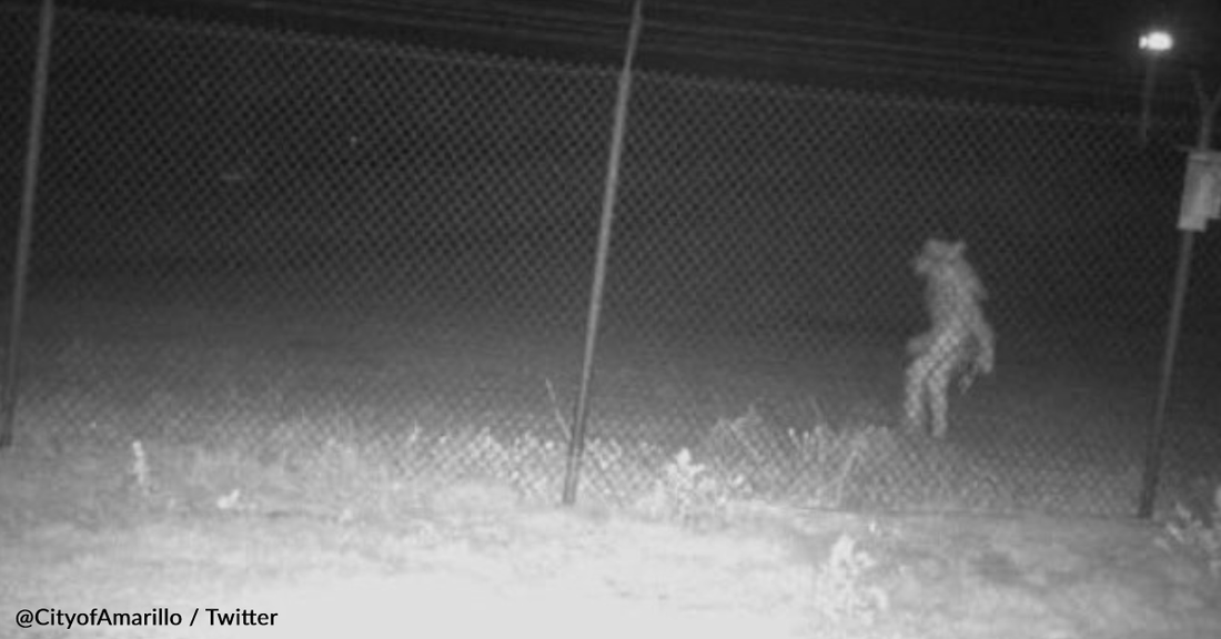 Mystery Of Unidentified Creature Outside Amarillo Zoo Remains Unsolved