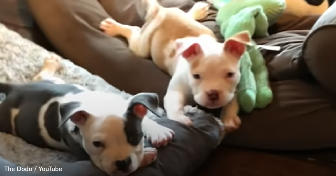 Pitbull Puppies Struggling With Swimmer Puppy Syndrome Overcome Obstacles And Learn To Walk