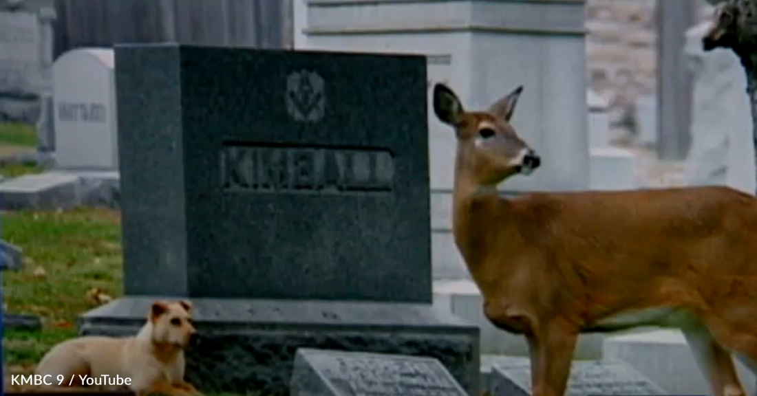 Stray Dog Becomes Best Friends With An Orphaned Deer At A Cemetery