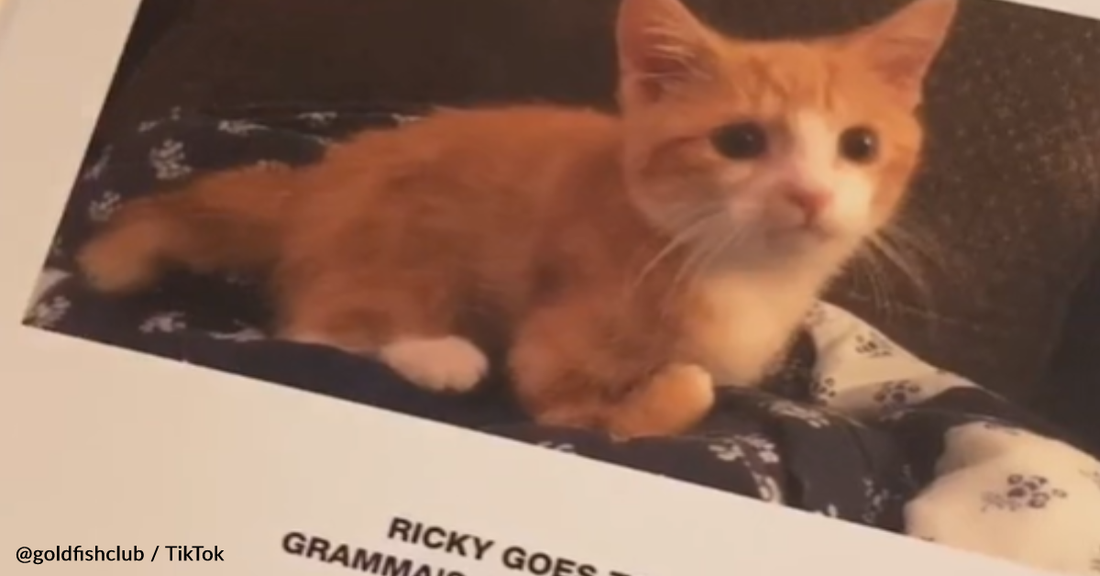 Grandma Creates Custom Book About Kitten's 2-Week Sleepover At Her House