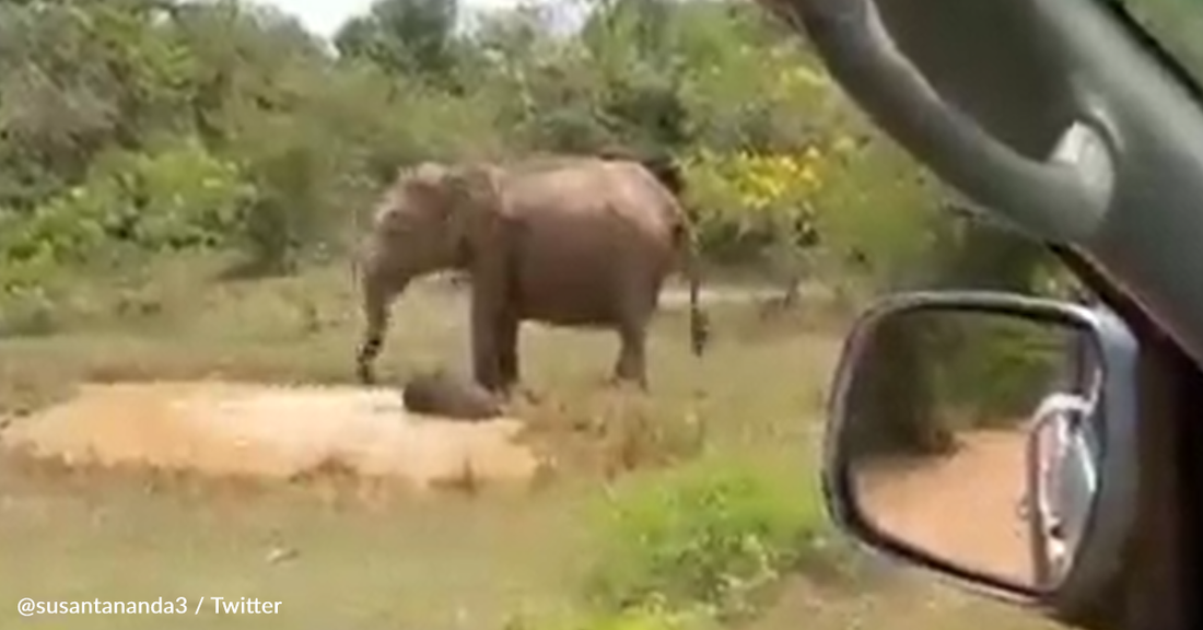 Mother Elephant Protects Her Calf From Sneaky Crocodile Hiding Below The Surface