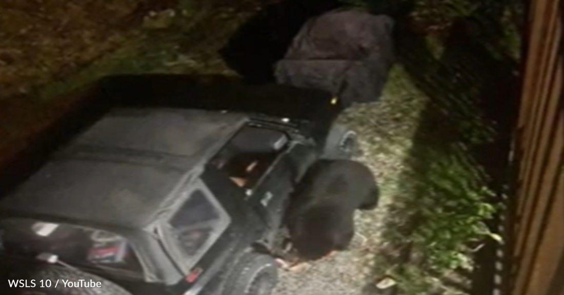 Black Bear Breaks Into Woman's Car And Drinks 69 Cans Of Soda