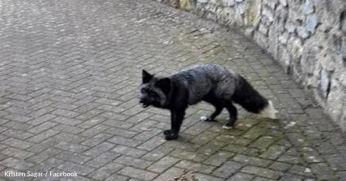 The RSPCA Issues Plea For Help In Catching A Rare Black Fox Spotted In Wales