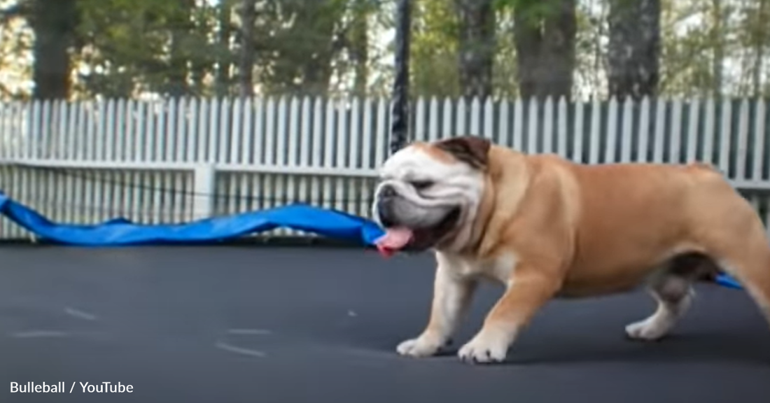 Playful Bulldog Has A Blast Jumping On A Trampoline