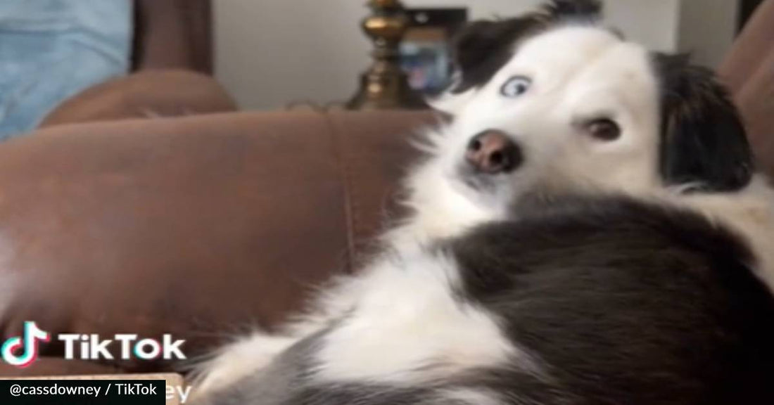 Adorable Dog Howls On Demand Whe Mom Asks If He Needs To