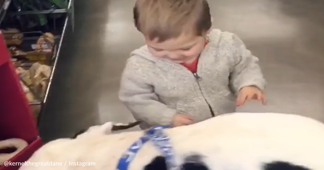 Toddler Spots Great Dane In The Store And Has The Cutest Reaction