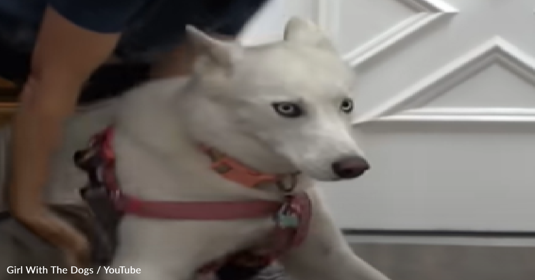 Husky Goes Viral At The Groomers For Having The Loudest Reaction To Getting A Bath