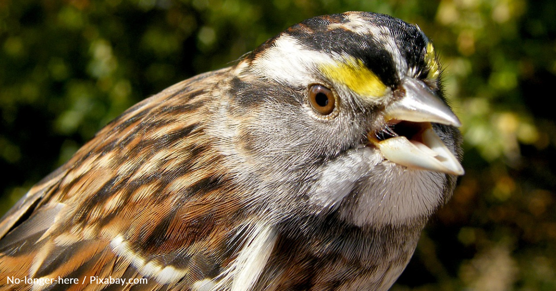 Research Finds The White Throated Sparrow Has Four Different Sexes