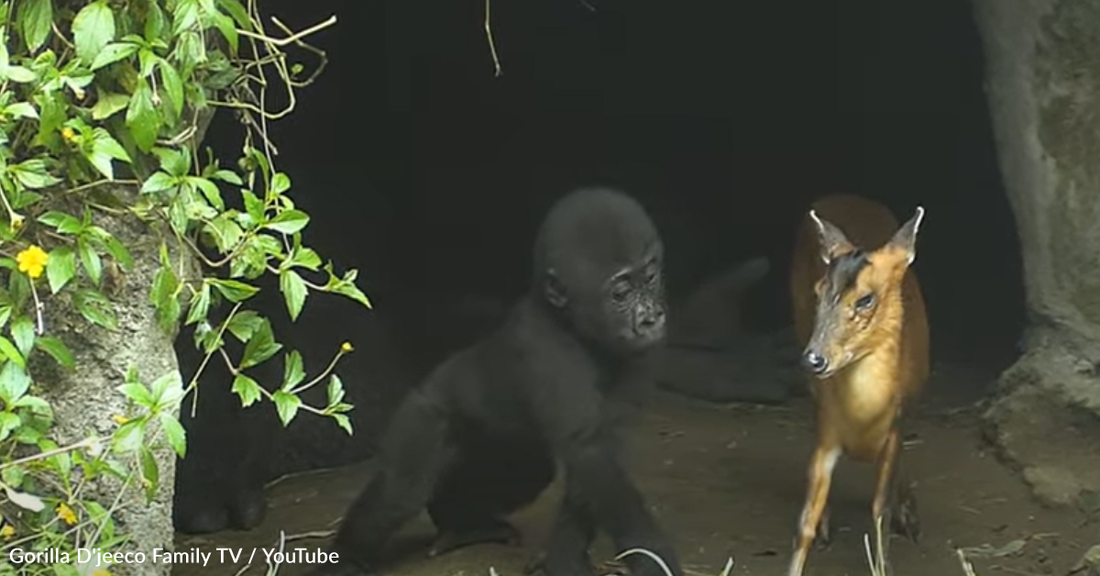 Baby Gorilla Meets A Tiny Deer At The Taipei Zoo In Taiwan