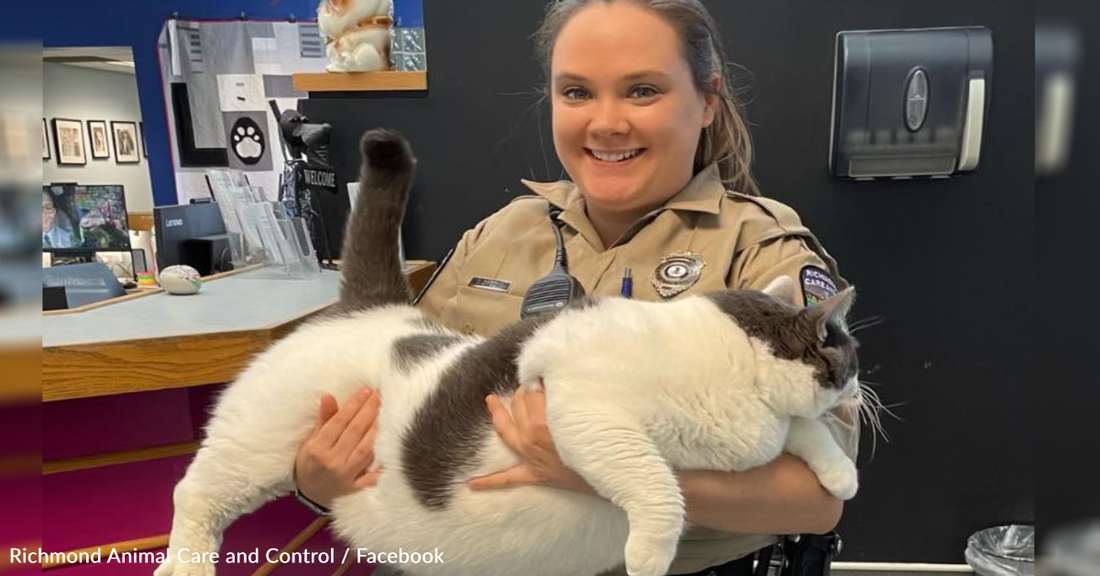 Chonky 40lb Cat Seeks Forever Home That'll Help Him Lose Weight