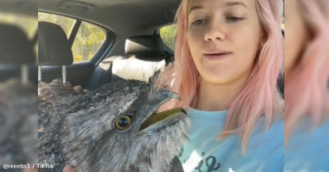 Woman Rescues Owl From The Road And Asks Social Media For Help