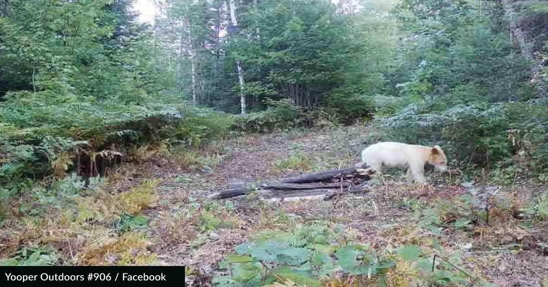 Hunters Spot Rare "Spirit Bear" In Michigan Forest