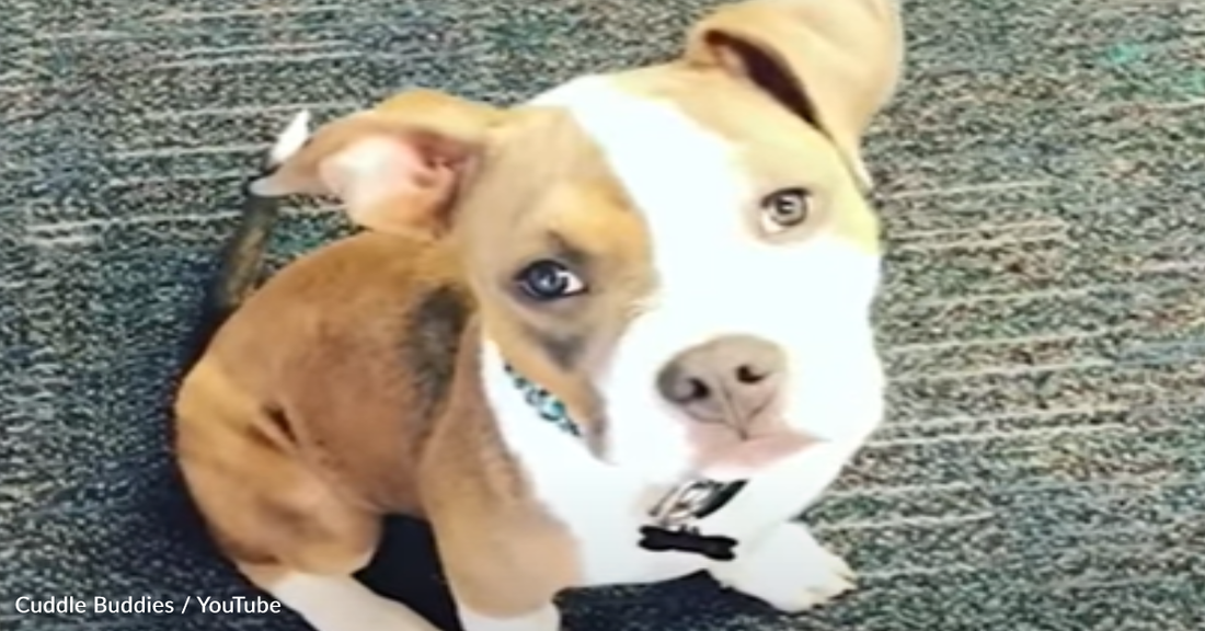 Rescue Pitbull Can't Stop Wiggling For Joy When He Sees Grandma