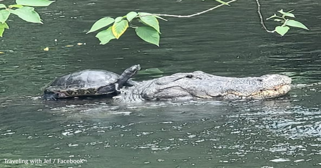 Brave Turtle Hitches A Ride On The Back Of An Alligator