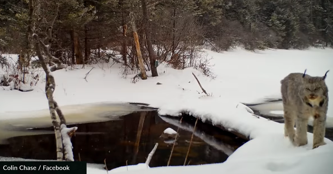 Trail Camera Catches Chilling Sound Of A Lynx Screaming