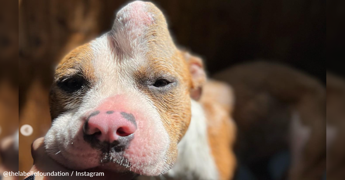 Pitbull With Massive Lump On Her Head Gets Rescued From Euthanasia